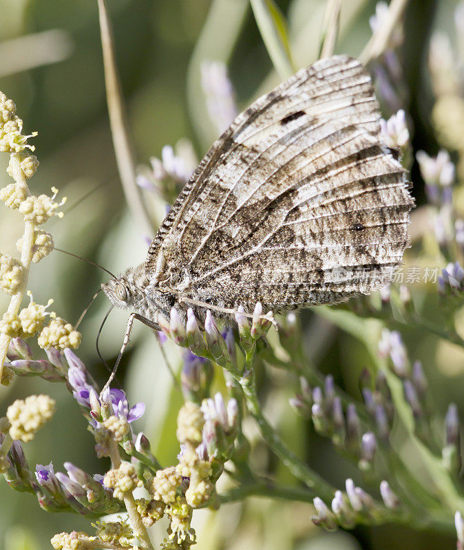 灰蝶(Hipparchia semele)